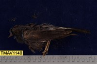 藏品(白尾鴝)的圖片